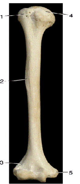   -In the above anterior view of the right humerus,number 3 indicates what bony landmark? A) medial supracondylar ridge B) lateral epicondyle C) styloid process D) lateral supracondylar ridge