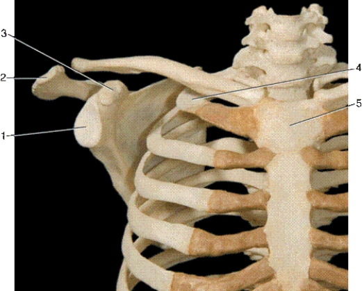   -In the above anterior view of the thorax,number 1 indicates what bony landmark? A) subscapular fossa B) acromion process C) coracoid process D) glenoid fossa