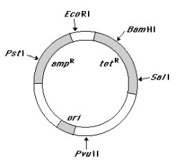 Match each feature of the plasmid pBR322 (at left) with one appropriate description presented (at right) (see illustration of pBR322 below). Descriptions may be used more than once.   ____ amp<sup>R</sup> sequence (a) Permits selection of bacteria containing the plasmid. ____ ori sequence (b) A sequence required for packaging recombinant plasmids ____ tet<sup>R</sup> into bacteriophage. ____ BamHI sequence (c) Origin of replication. ____ PstI sequence (d) Cleavage of the plasmid here does not affect antibiotic sequence resistance genes. (e) Insertion of foreign DNA here permits identification of bacteria containing recombinant plasmids .