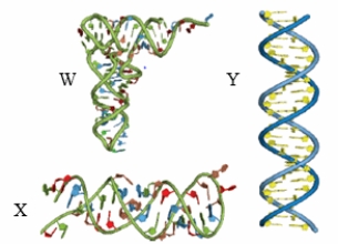 The structures seen below would MOST likely be formed by:   A)  W: RNA / X: RNA / Y: DNA B)  W: RNA / X: DNA / Y: DNA C)  W: DNA / X: DNA / Y: RNA D)  W: DNA / X: RNA / Y: RNA E)  W: RNA / X: RNA / Y: RNA