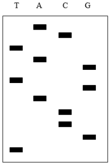 The image below shows a DNA sequencing gel using the Sanger method. The top of the gel is the anode and the bottom is the cathode. What is the sequence of the template DNA?   A)  5' ACTAGTGACCGT 3' B)  5'TGCCAGTGATCA 3' C)  5' ACGGTCACTAGT 3' D)  5' TGATCACTGGCA 3' E)  It cannot be determined from this information.