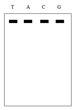 The image below shows a Sanger DNA sequencing gel where one ingredient was left out of all sequencing reactions. The top of the gel is the anode and the bottom of the gel is the cathode. The gel was turned on and ran correctly. What is the MOST likely missing ingredient?   A)  dNTPs B)  ddNTPs C)  radioactive DNA primer D)  DNA polymerase E)  template DNA