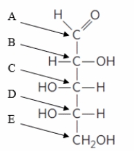 Which arrow CORRECTLY identifies the atom that will become the anomeric carbon?   A)  A B)  B C)  C D)  D E)  E