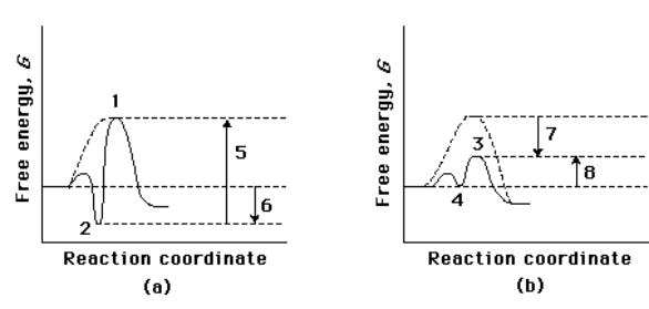 Compare the two reaction coordinate diagrams below and select the answer that CORRECTLY describes their relationship. In each case, the single intermediate is the ES complex.   A)  (a)  describes a strict  lock and key  model, whereas (b)  describes a transition-state complementarity model. B)  The activation energy for the catalyzed reaction is 5 in (a)  and is 7 in (b) . C)  The activation energy for the uncatalyzed reaction is given by 5 + 6 in (a)  and by 7 + 4 in (b) . D)  The contribution of binding energy is given by 5 in (a)  and by 7 in (b) . E)  The ES complex is given by 2 in (a)  and 3 in (b) .