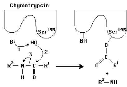 In the following diagram of the first step in the reaction catalyzed by the protease chymotrypsin, the process of general base catalysis is illustrated by the number _____, and the process of covalent catalysis is illustrated by the number _____.   A)  1; 2 B)  1; 3 C)  2; 3 D)  2; 1 E)  3; 2
