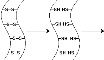  The  \alpha -keratin chains indicated by the diagram below have undergone one chemical step. To alter the shape of the  \alpha -keratin chains-as in hair waving-what subsequent steps are required?   A)  chemical oxidation and then shape remodeling B)  chemical reduction and then chemical oxidation C)  chemical reduction and then shape remodeling D)  shape remodeling and then chemical oxidation E)  shape remodeling and then chemical reduction 