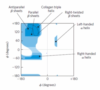  Using the Ramachandran plot below, identify the secondary structure adopted by an amino acid with phi and psi angles of -90 and -180 degrees, respectively.   A)  right-handed \alpha  helix B)  left-handed  \alpha  helix C)   \beta  sheet D)  twisted  \beta  sheets E)  Amino acids will not adopt this conformation 