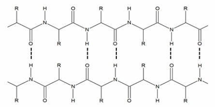  The secondary structure shown below is an example of a(n) :   A)  parallel  \beta  sheet. B)  antiparallel  \beta  sheet. C)  right-handed  \alpha  helix. D)  left-handed  \alpha  helix. E)   \beta  turn. 