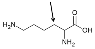  On the molecule below, the arrow is pointing to the _____ carbon.   A)  amino B)   \alpha  C)   \beta  D)   \gamma  E)  carboxylic acid 