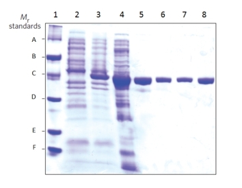 Which of the lanes in the gel below would represent an  uninduced  sample?   A)  1 B)  2 C)  3 D)  4 E)  5