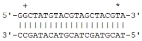 Consider the following small hypothetical gene. The DNA bases corresponding to the first and last mRNA nucleotides are indicated by a  +  and a  *,  respectively. Give the sequence(s) of the mRNA strand(s) produced by this gene.  