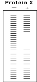 The DNA molecule below is believed to contain a binding site for protein X. It is labeled at the 5' end of the top strand (*), then subjected to a footprinting experiment. In the idealized gel below, there is a band for every base of the labeled strand. On the DNA sequence, point out the binding site for protein X. *(5')GGATTCTAATAAAGTAACGCGTTACGACTTGG CCTAAGATTATTTCATTGCGCAATGCTGAACC   [