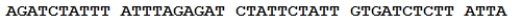 In E. coli oriC, the following portion of the sequence corresponds to one strand of the DUE-containing region.   Which nucleotides in this sequence can be methylated by Dam methylase?