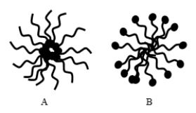 Which diagram CORRECTLY illustrates the clustering of lipids in the formation of a micelle?   A)  A B)  B C)  both A and B D)  neither A nor B