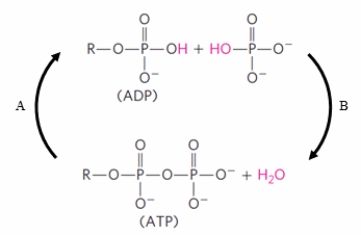 What is the CORRECT terminology for reactions A and B in the diagram?   A)  A = hydrolysis, B = condensation B)  A = condensation, B = hydrolysis C)  A = dehydrolysis, B = condensation D)  A = phosphorylation, B = phosphatase E)  A = metabolism, B = catabolism