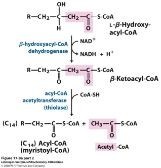  In the following equation, which substance is being reduced?   A)   \beta -ketoacyl-CoA B)  l- \beta -hydroxy-acyl-CoA C)  NADH D)  NAD<sup>+</sup> E)  H<sup>+</sup> 