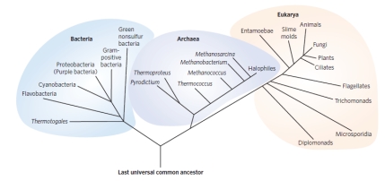 A) What is the diagram below? B) Describe what it illustrates about the relationship between animals, halophiles, slime molds, and gram-positive bacteria. C) Explain the evidence used in construction of this diagram.   