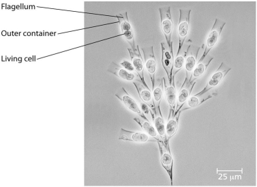 Use the following information to answer the questions below. Golden algae are a group of photosynthetic protists whose colour is due to carotenoid pigments: yellow and brown. A group of students was given a significant sample of golden algae (Dinobryon) ; this algae is colonial and has flagella. Their instructions for the project were to design two or more experiments that could be done with these organisms.    -The students plan to gather data from the project. Which of the following would be the best way to present what they gather from experimental groups as opposed to controls? A) qualitatively, noting colour, size, and so on B) measuring the number of new colonies formed during every 12-hour period C) counting the number of new colonies after a week D) measuring the size of each new colony in millimetres (mm) of length E) measuring the dry weight of all new colonies in grams