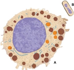 Use the following information to answer the questions below.    -Figure B is a(n)  A) prokaryote. B) eukaryote. C) protist. D) mitochondrion. E) not enough detail to determine.