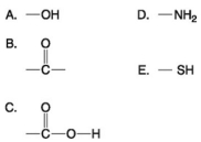 Use the following figure to answer the questions below.    -Which of the groups above is a carboxyl functional group? A) A B) B C) C D) D E) E