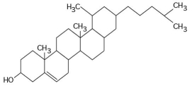   -What is the structure shown in the figure above? A) pentose molecule B) fatty acid molecule C) steroid molecule D) oligosaccharide molecule E) phospholipid molecule
