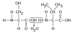   -Which of the following statements is/are true regarding the chemical reaction illustrated in the figure above? A) It is a hydrolysis reaction. B) It results in a peptide bond. C) It joins two fatty acids together. D) It is a hydrolysis reaction and it results in a peptide bond. E) It is a hydrolysis reaction, it results in a peptide bond, and it joins two fatty acids together.