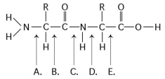 Refer to the following figure to answer the questions below.    -At which bond would water need to be added to achieve hydrolysis of the peptide, back to its component amino acid? A) A B) B C) C D) D E) E