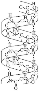   -The structure depicted in the above figure shows the A) 1-4 linkage of the α glucose monomers of starch. B) 1-4 linkage of the β glucose monomers of cellulose. C) double-helical structure of a DNA molecule. D) α helix secondary structure of a polypeptide. E) β pleated sheet secondary structure of a polypeptide.
