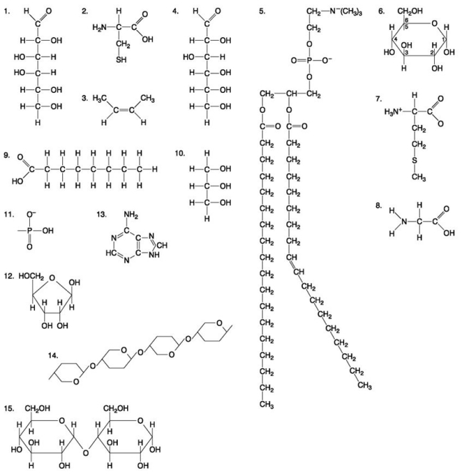 The following questions are based on the 15 molecules illustrated in the figure below. Each molecule may be used once, more than once, or not at all.    -Which of the following molecules is a purine type of nitrogenous base? A) 2 B) 3 C) 5 D) 12 E) 13