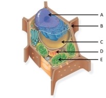 Use the following figure to answer the questions below.    -What type of cell is pictured above? A) Archaea B) Bacteria C) protist D) plant E) animal