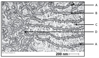 Use the following figure to answer the questions below.    -The structure labelled D functions in A) lipid synthesis. B) membrane production. C) cytosolic protein production. D) modification of proteins for transport. E) package of proteins.