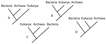 Which of the trees in this figure groups the domains according to similarities in cellular size and architecture?   A) A B) B C) C D) D