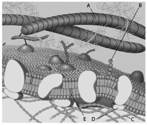 For the following questions, match the labelled component of the cell membrane in the figure with its description.    -Which component is the fibre of the extracellular matrix? A) A B) B C) C D) D E) E