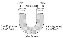 <strong>The solutions in the arms of a U-tube are separated at the bottom of the tube by a selectively permeable membrane. The membrane is permeable to sodium chloride but not to glucose. Side A is filled with a solution of 0.4 M glucose and 0.5 M sodium chloride (NaCl), and side B is filled with a solution containing 0.8 M glucose and 0.4 M sodium chloride. Initially, the volume in both arms is the same. Refer to the figure to answer the following questions. If you examine side A after three days, you should find</strong> A)a decrease in the concentration of NaCl and glucose and an increase in the water level. B)a decrease in the concentration of NaCl, an increase in water level, and no change in the concentration of glucose. C)no net change in the system. D)a decrease in the concentration of NaCl and a decrease in the water level. E)no change in the concentration of NaCl and glucose and an increase in the water level.