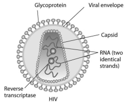 Use the following information to answer the questions below. Human immunodeficiency virus (HIV)  infects cells that have both CD4 and CCR5 cell surface molecules. The viral nucleic acid molecules are enclosed in a protein capsid, and the protein capsid is itself contained inside an envelope consisting of a lipid bilayer membrane and viral glycoproteins. One hypothesis for viral entry into cells is that binding of HIV membrane glycoproteins to CD4 and CCR5 initiates fusion of the HIV membrane with the plasma membrane, releasing the viral capsid into the cytoplasm. An alternative hypothesis is that HIV gains entry into the cell via receptor-mediated endocytosis, and membrane fusion occurs in the endocytotic vesicle. To test these alternative hypotheses for HIV entry, researchers labelled the lipids on the HIV membrane with a red fluorescent dye.    -Using live-cell fluorescence microscopy, researchers observed that a red fluorescent spot moved from the plasma membrane into the interior of target cells when red fluorescent dye-labelled HIV was added to the cells. What is the best conclusion from these observations? A) The hypothesis that HIV enters the cell via fusion with the target cell plasma membrane is proved. B) The hypothesis that HIV enters the cell via fusion with the target cell plasma membrane is not supported. C) The hypothesis that HIV enters the cell via endocytosis is proved. D) The hypothesis that HIV enters the cell via endocytosis is not supported. E) Neither hypothesis is supported by these results.