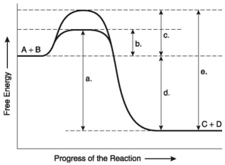 The following questions are based on the reaction A + B ↔ C + D shown in the figure below.    -Which of the following represents the activation energy required for the enzyme-catalyzed reaction in the figure above? A) a B) b C) c D) d E) e