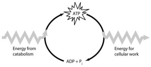 Use the following figure to answer the questions below.    -Which of the following is the most correct interpretation of the figure? A) Inorganic phosphate is created from organic phosphate. B) Energy from catabolism can be used directly for performing cellular work. C) ADP +   ᵢ are a set of molecules that store energy for catabolism. D) ATP is a molecule that acts as an intermediary to store energy for cellular work. E)    ᵢ acts as a shuttle molecule to move energy from ATP to ADP.