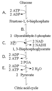The figure below illustrates some of the steps (reactions)  of glycolysis in their proper sequence. Each step is lettered. Use these letters to answer the questions.    -Which portion of the pathway in the figure above involves an endergonic reaction? A) A B) B C) C D) D E) E