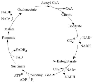 Use the following figure to answer the questions below.     The citric acid cycle. -For each mole of glucose (C₆H₁₂O) oxidized by cellular respiration, how many moles of CO₂ are released in the citric acid cycle (see the figure above) ? A) 2 B) 4 C) 6 D) 12 E) 3