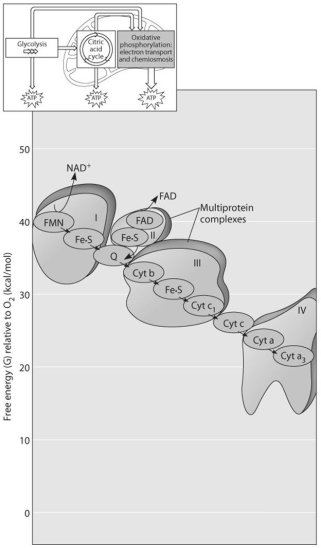 Use the following figure to answer the questions below.    -Which of the protein complexes labelled with Roman numerals in the figure above will transfer electrons to O₂? A) complex I B) complex II C) complex III D) complex IV E) All of the complexes can transfer electrons to O₂.