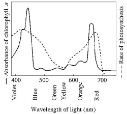 Use the following figure to answer the questions below.    -The figure above shows the absorption spectrum for chlorophyll a and the action spectrum for photosynthesis. Why are they different? A) Green and yellow wavelengths inhibit the absorption of red and blue wavelengths. B) Bright sunlight destroys photosynthetic pigments. C) Oxygen given off during photosynthesis interferes with the absorption of light. D) Other pigments absorb light in addition to chlorophyll a. E) Aerobic bacteria take up oxygen, which changes the measurement of the rate of photosynthesis.