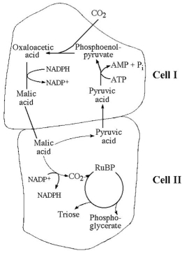 Use the following figure to answer the questions below.    -Referring to the figure above, oxygen would inhibit the CO₂ fixation reactions in A) cell I only. B) cell II only. C) neither cell I nor cell II. D) both cell I and cell II. E) cell I during the night and cell II during the day.
