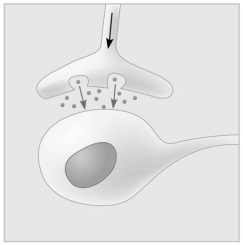 <strong>Use the following figure to answer the questions below. Which of the following types of signalling is represented in the figure?</strong> A)autocrine B)paracrine C)hormonal D)synaptic E)long-distance