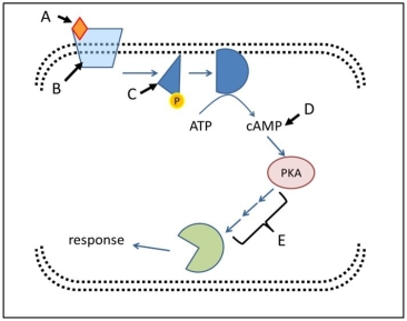 Use the following figure to answer the questions below.    -In the above diagram, the structure labelled B is a(n)  A) transcription factor. B) activated relay molecule. C) ligand. D) plasma membrane receptor. E) intracellular receptor.