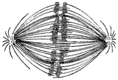   -If the cell whose nuclear material is shown in the figure above continues toward completion of mitosis, which of the following events would occur next? A) cell membrane synthesis B) spindle fibre formation C) nuclear envelope breakdown D) formation of telophase nuclei E) synthesis of chromatids
