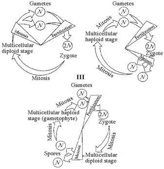 Refer to the life cycles illustrated in the figure below to answer the following questions.    -In part III of the above figure, the progression of events corresponds to which of the following series? A) zygote, mitosis, gametophyte, mitosis, fertilization, zygote, mitosis B) sporophyte, meiosis, spore, mitosis, gametophyte, mitosis, gametes, fertilization C) fertilization, mitosis, multicellular haploid, mitosis, spores, sporophyte D) gametophyte, meiosis, zygote, spores, sporophyte, zygote E) meiosis, fertilization, zygote, mitosis, adult, meiosis