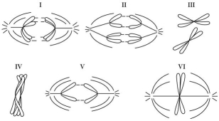 Refer to the drawings below of a single pair of homologous chromosomes as they might appear during various stages of either mitosis or meiosis, and answer the following questions.    -Which diagram represents anaphase I of meiosis? A) I B) II C) IV D) V E) VI