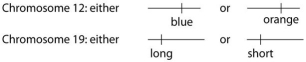 Use the following information to answer the questions below. A certain (hypothetical)  organism is diploid, has either blue or orange wings as the consequence of one of its genes on chromosome 12, and has either long or short antennae as the result of a second gene on chromosome 19, as shown in this figure.    -A female with a paternal set of one orange and one long gene chromosome and a maternal set comprised of one blue and one short gene chromosome is expected to produce which of the following types of eggs after meiosis? A) All eggs will have maternal types of gene combinations. B) All eggs will have paternal types of gene combinations. C) Half the eggs will have maternal and half will have paternal combinations. D) Each egg has a one-fourth chance of having either blue long, blue short, orange long, or orange short combinations. E) Each egg has a three-fourths chance of having blue long, one-fourth blue short, three-fourths orange long, or one-fourth orange short combinations.