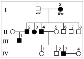 The following questions refer to the pedigree chart in the figure below for a family, some of whose members exhibit the dominant trait, W. Affected individuals are indicated by a dark square or circle.    -What is the genotype of individual II-5? A) WW B) Ww C) ww D) WW or ww E) ww or Ww