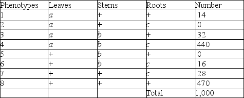 <strong>Use the following information to answer the questions below. A plant-like organism on the planet Pandora has three recessive genetic traits: bluish leaves, due to an allele (a) of gene A; a feathered stem, due to an allele (b) of gene B; and hollow roots due to an allele (c) of gene C. The three genes are linked and, when a geneticist did a testcross with an organism that had been found to be heterozygous for the three recessive traits, she was able to identify progeny with the following phenotypic distribution (+ = wild type): Which of the following are the phenotypes of the parents in this cross?</strong> A)2 and 5 B)1 and 6 C)4 and 8 D)3 and 7 E)1 and 2